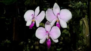 Phalaenopsis lowii