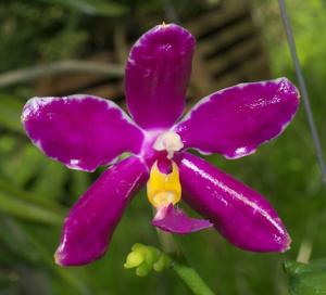 Phalaenopsis pulchra