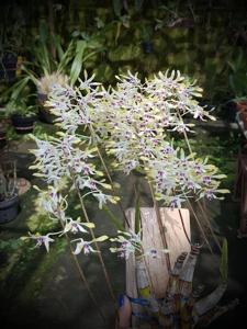 Dendrobium canaliculatum