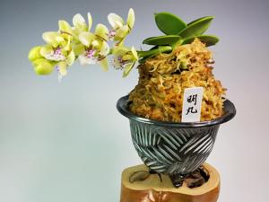 Phalaenopsis japonica