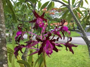 Laelia splendida