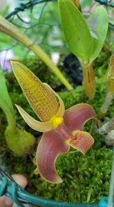 Bulbophyllum lobbii