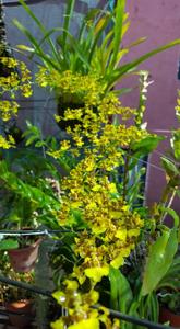 Oncidium sphacelatum