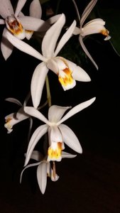 Coelogyne huettneriana