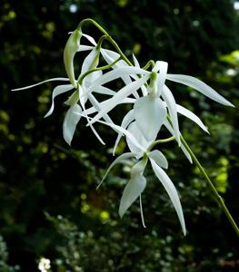 Encyclia adenocaula