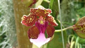 Trichocentrum lanceanum