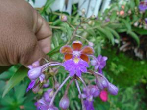Epidendrum schweinfurthianum