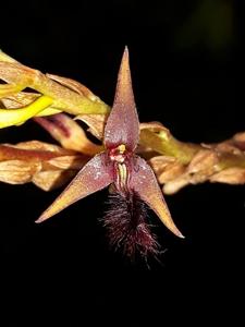Bulbophyllum devium