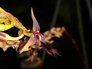 Bulbophyllum devium