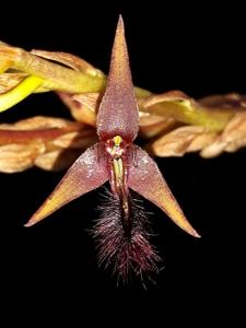 Bulbophyllum devium
