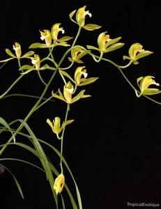 Cymbidium erythraeum
