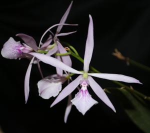 Encyclia adenocaula