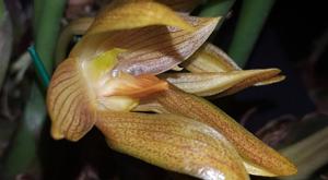 Bulbophyllum cootesii