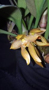 Bulbophyllum cootesii