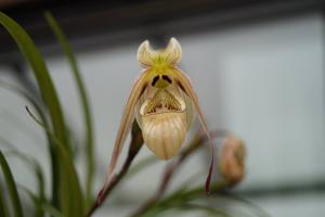 Phragmipedium pearcei