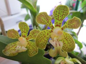 Vanda motesiana