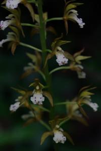 Oreorchis patens