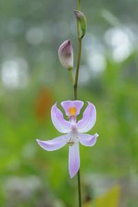 Calopogon pallidus