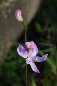 Calopogon pallidus