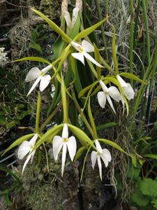 Epidendrum parkinsonianum