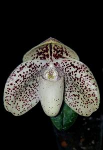 Paphiopedilum wenshanense