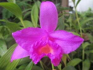 Sobralia decora