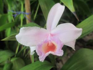 Sobralia gentryi