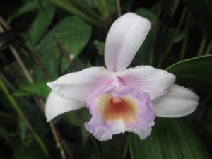 Sobralia gentryi