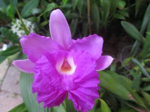 Sobralia rogersiana