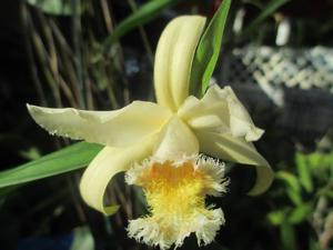 Sobralia fimbriata