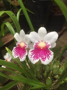 Miltoniopsis phalaenopsis