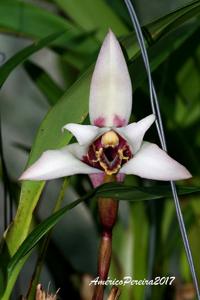 Maxillaria sanderiana