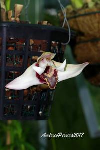 Maxillaria sanderiana