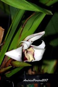 Maxillaria sanderiana