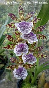 Zygopetalum crinitum