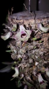 Dendrobium hekouense