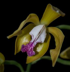 Cattleya porphyroglossa