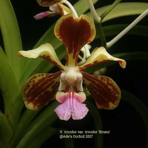 Vanda tricolor var. tricolor