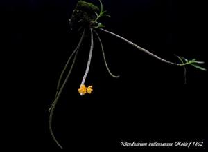 Dendrobium bullenianum