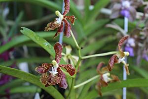 Vanda roeblingiana