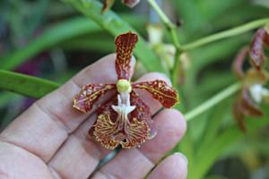 Vanda roeblingiana