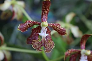 Vanda roeblingiana