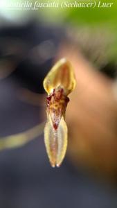 Pabstiella fasciata