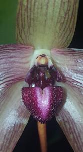 Bulbophyllum echinolabium