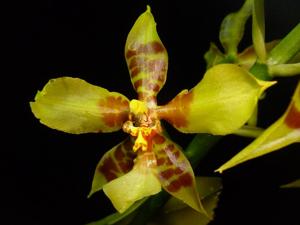 Rossioglossum schlieperianum