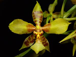 Rossioglossum schlieperianum