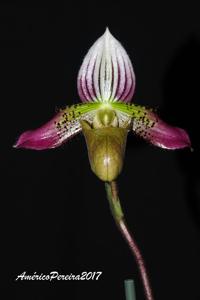 Paphiopedilum acmodontum