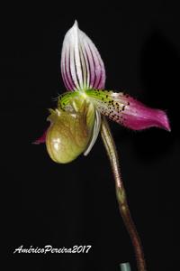 Paphiopedilum acmodontum