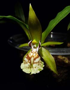 Coelogyne schilleriana