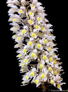 Coelogyne multiflora